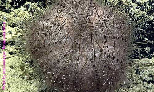 Морской ёж, Sperosoma biseriatum