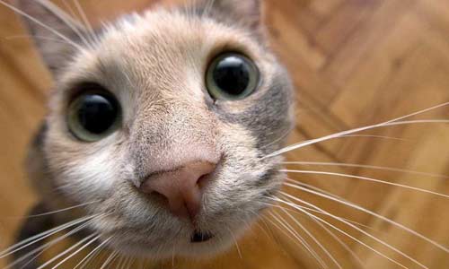 Коты и собаки подлежат регистрации