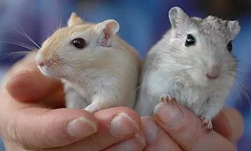 Песчанки пугливы