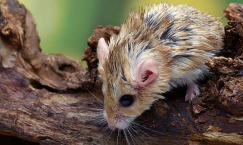 Песчанка в аквариуме