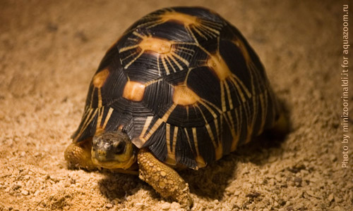 Лучистая черепаха, Astrochelys radiata