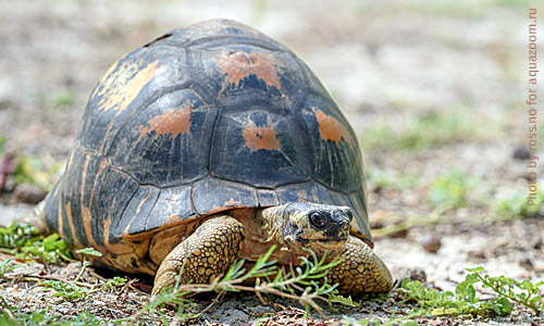 Лучистая черепаха, Astrochelys radiata