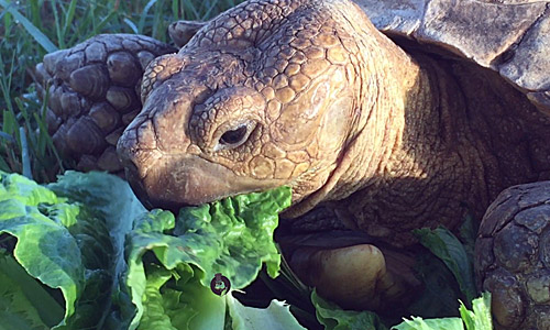 Шпороносная черепаха ест лисья салата