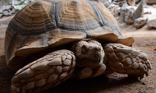Массивные щитки панциря шпороносной черепахи