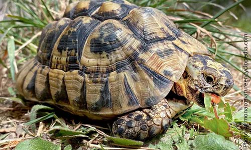 Средиземноморская черепаха ест зелень