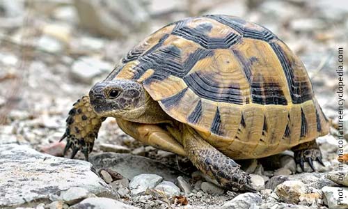 Средиземноморская черепаха, Testudo graeca