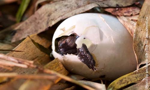 Вылупление азиатского коричневого черепашонка