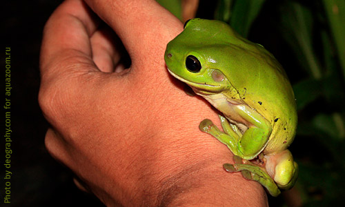 Австралийская квакша, Litoria caerulea
