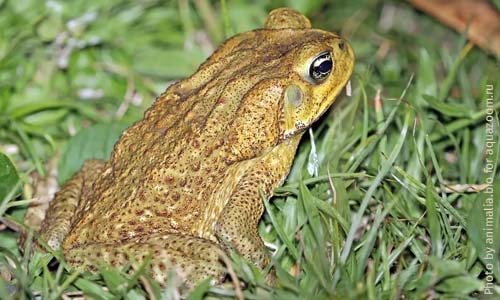 Тростниковая жаба, Rhinella marina