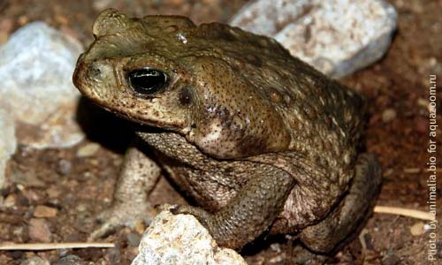 Тростниковая жаба, Rhinella marina