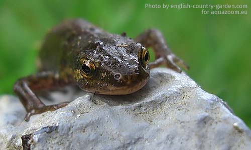 Тритон обыкновенный, Triturus vulgaris