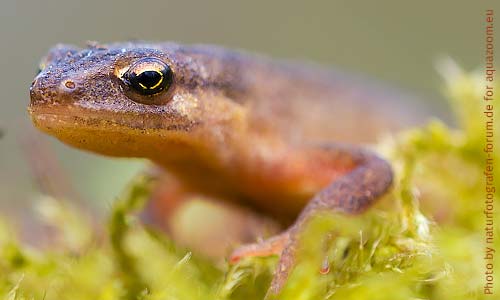 Тритон обыкновенный, Triturus vulgaris