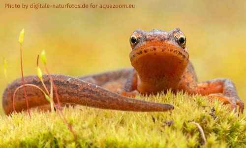 Тритон обыкновенный, Triturus vulgaris