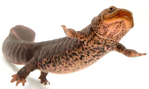 Тритон коротконогий краснобрюхий, Pachytriton labiatus
