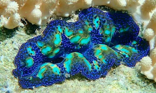 Тридакна, Tridacna Crocea