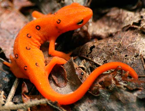 Восточноамериканский тритон, Notophthalmus viridescens