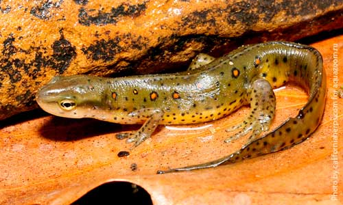 Восточноамериканский тритон, Notophthalmus viridescens viridescens