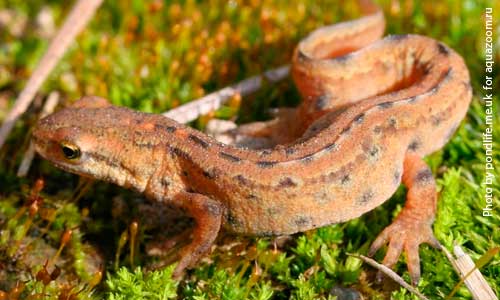 Тритон обыкновенный, Triturus vulgaris