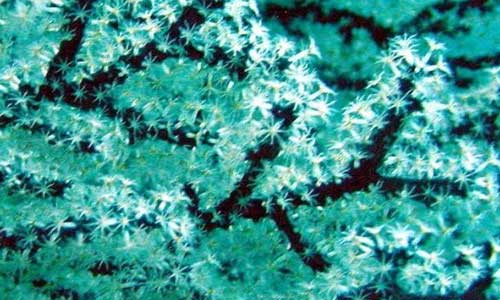 Черный коралл, Antipatharia Leiopathes