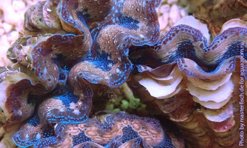 Тридакна кроцея, Tridacna crocea