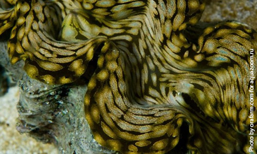 Тридакна сквамоза, Tridacna squamosa