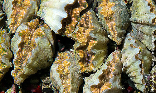 Гиппопус, Hippopus hippopus