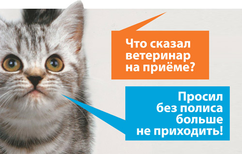 Страхование домашних животных
