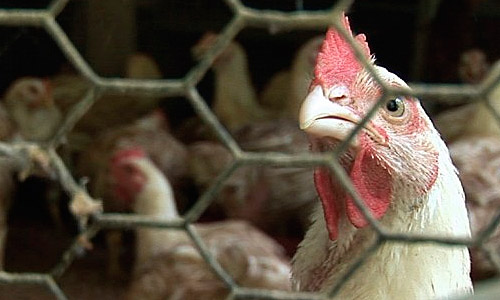 Великобритания ужесточает наказание за жестокое обращение с животными