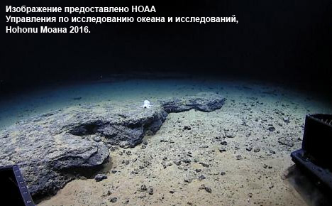 Подводная лодка Deep Discoverer приближается к неизвестному осьминогу на глубине 4290 метров