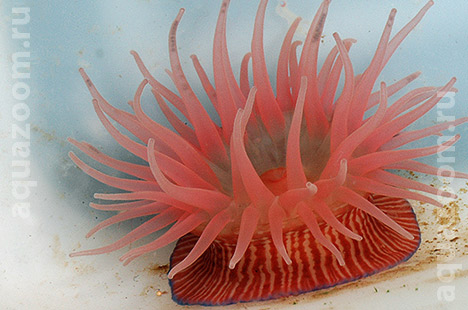 Актиния Actinia striata
