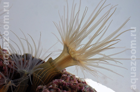 Актиния Diadumene luciae