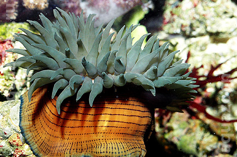 Актиния Actinia cari