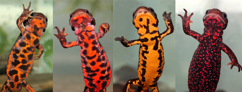 Огненнобрюхий тритон, Cynops pyrrhogaster