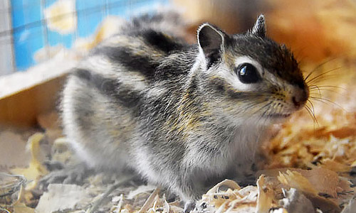 Сибирский бурундук, Eutamias sibiricus