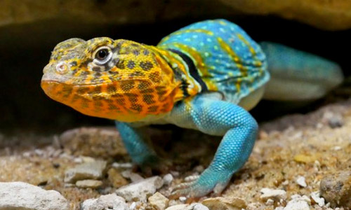 Ошейниковая пустыееая игуана, Crotaphytus collari