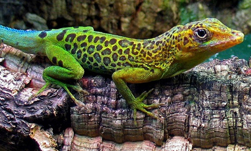 Леопардовый анол, Anolis marmoratus