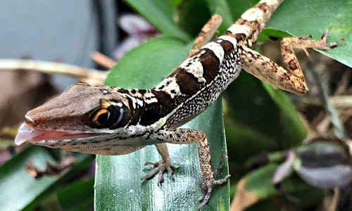 Анолис бахорукоенсис, Anolis bahorucoensis