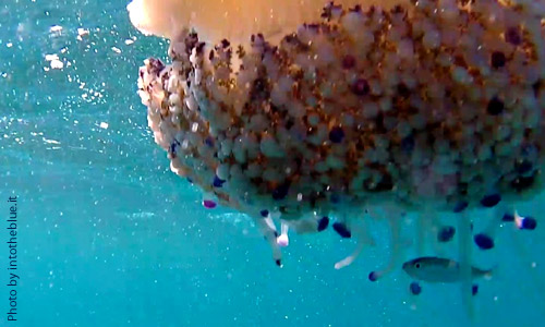 Медуза-яичница, Cotylorhiza tuberculata