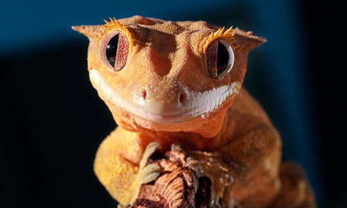 Ресничный геккон бананоед, Correlophus ciliatus