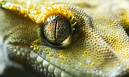 Ресничный геккон бананоед, Correlophus ciliatus
