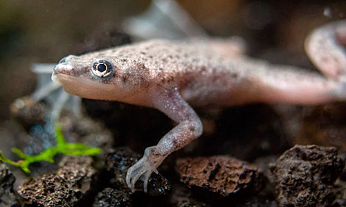 В переводе с латыни имя карликовой лягушки Hymenochirus — «кожисторукий»