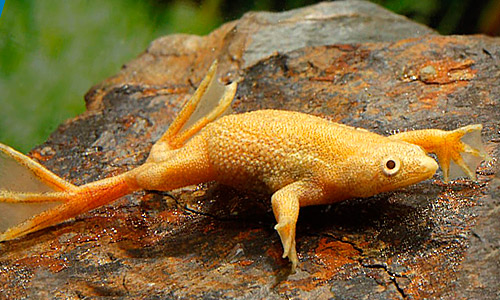 Карликовая лягушка гименохирус, Hymenochirus boettgeri