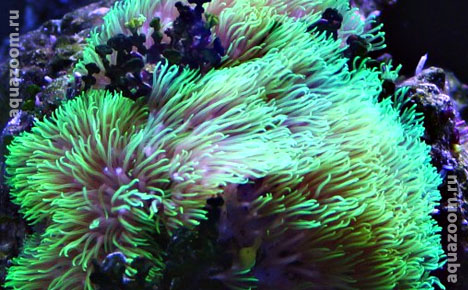 Бриареум зелёный неоновый (Briareum violacea Neon Green) от $12 за кустик
