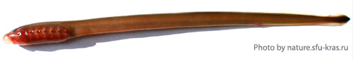 Сибирская минога, пескоройка