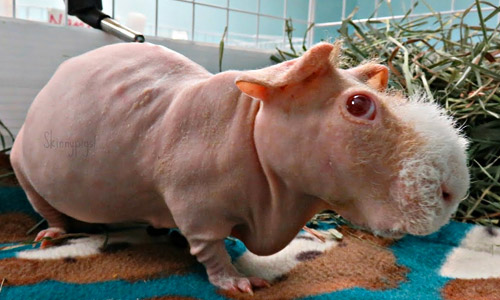 Морская свинка Скинни, Skinny Guinea Pig