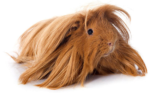 Перуанская морская свинка, Peruvian Ginea Pig