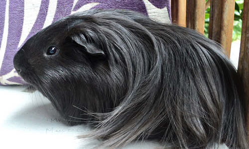 Перуанская морская свинка, Peruvian Ginea Pig