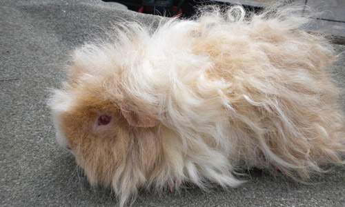 Морская свинка Альпака, Guinea pig Alpaca