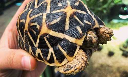 Индийская звёздчатая черепаха, Geochelone elegans