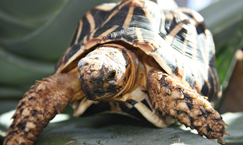 Звёздчатая черепаха, Geochelone elegans